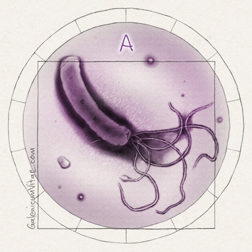 <em>Helicobacter pylori (I)</em> y sus causas