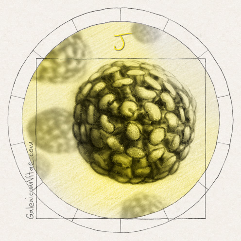 Influenza virus y sus causas