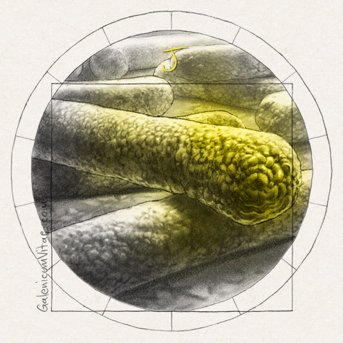 <em>Mycobacterium tuberculosis</em> y sus causas