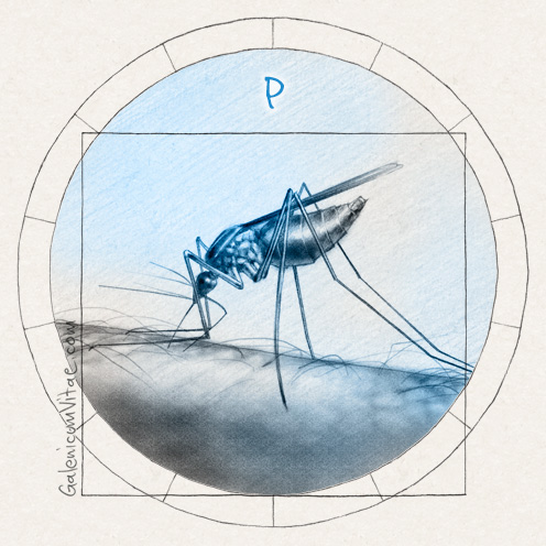 Mosquito <em>Anopheles</em> y sus causas